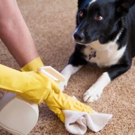 ATs Pet Potty Solution